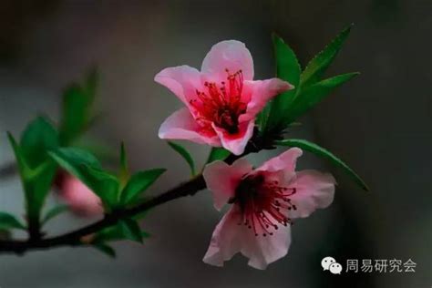 桃花劫會怎樣|命犯桃花劫、桃花煞怎樣去化解